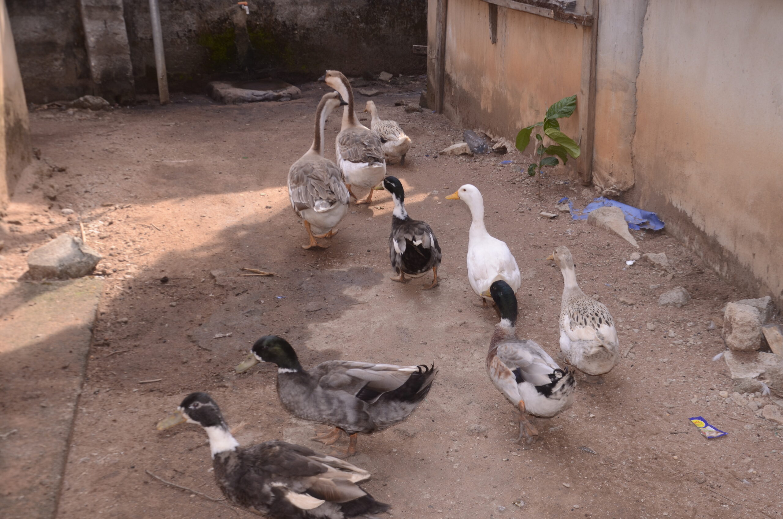 NjokuOkpuka farmland