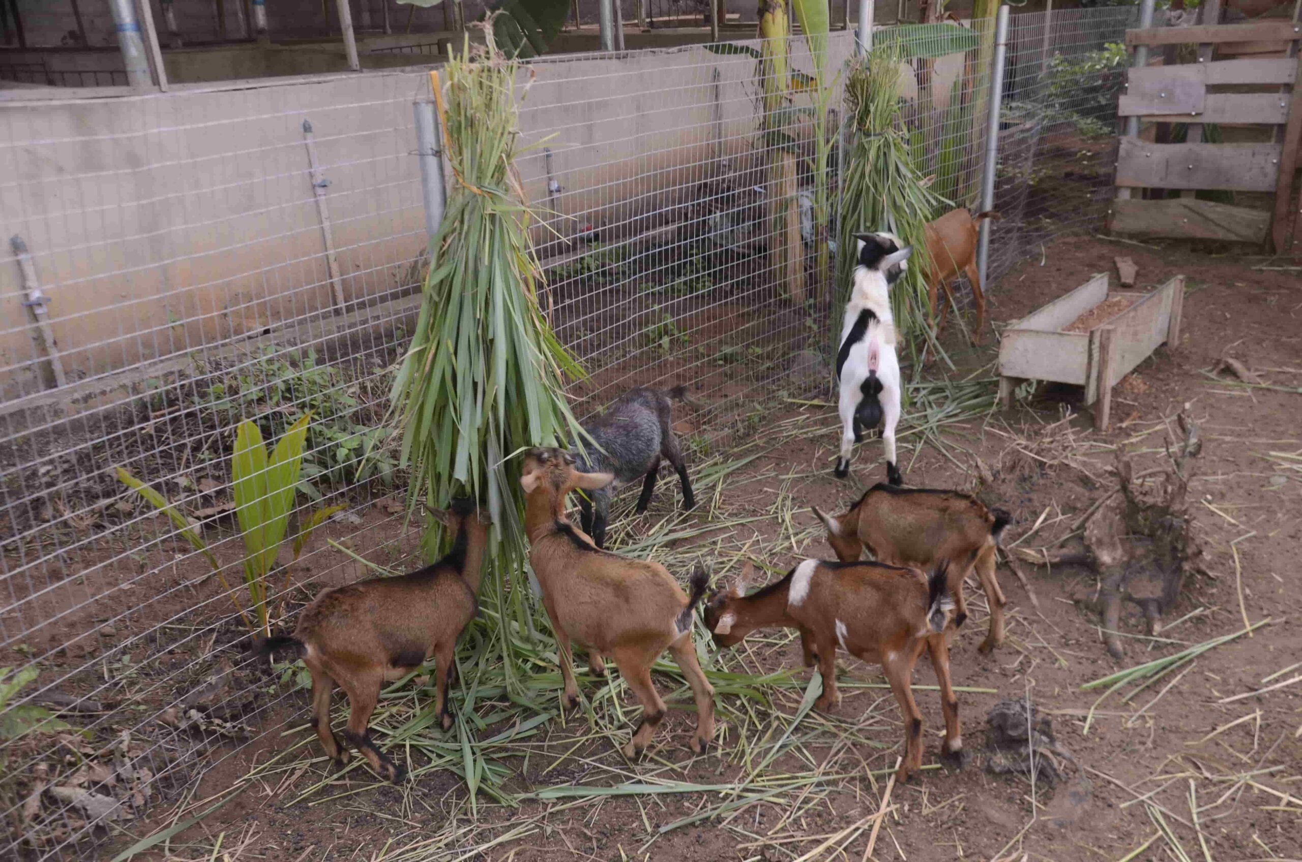 Livestock on the farm