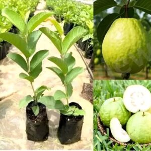 whatsapp image 2026 03 15 at 12.09.46 pm