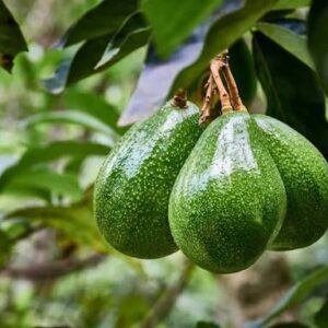 whatsapp image 2026 03 15 at 12.09.47 pm (3)