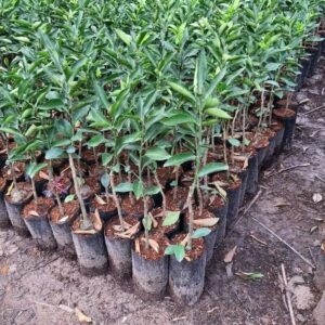 whatsapp image 2026 03 15 at 12.09.48 pm (1)