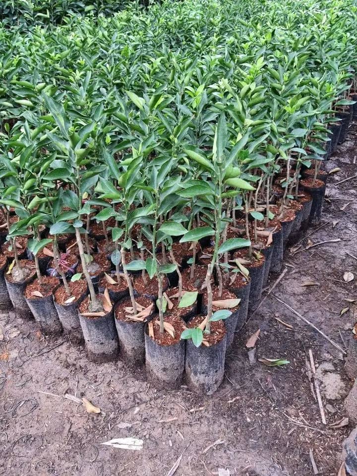 Hybrid tree seedlings