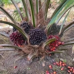 whatsapp image 2026 03 15 at 12.09.48 pm (2)