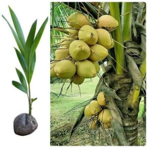 whatsapp image 2026 03 15 at 12.09.51 pm